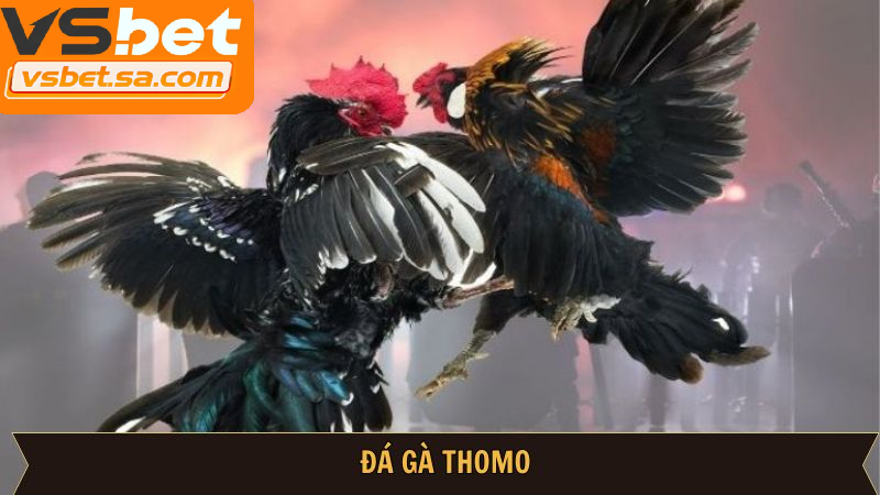 Trường gà Thomo - đấu trường đá gà trực tiếp hợp pháp thu hút giới đam mê đá gà